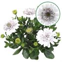 Afbeelding van Osteospermum P12 Double white